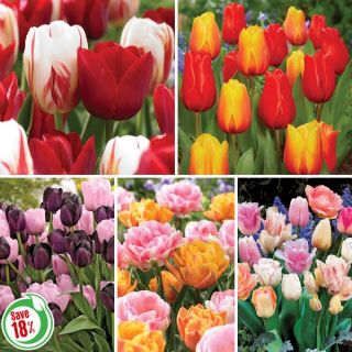 Tulip Blend Collection 1 Thumbnail
